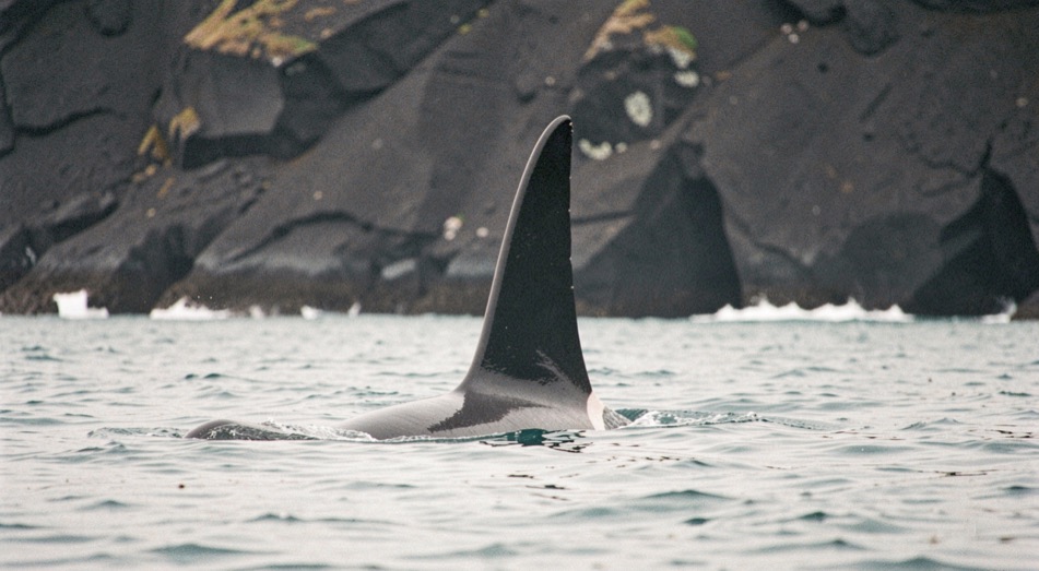 A killer whale with a tall straight black dorsal fin cutting across a flat sea below a dark basalt cliff