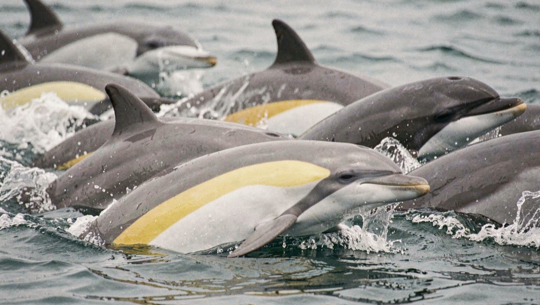 A tight group of Atlantic white sided dolphins surfacing fast, one animal showing the yellow and white flank stripe